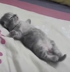 Chat allongé qui dort bras écarté